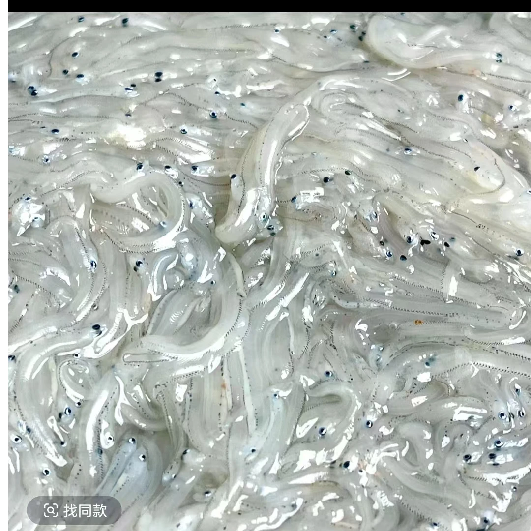 大连发货 面条鱼