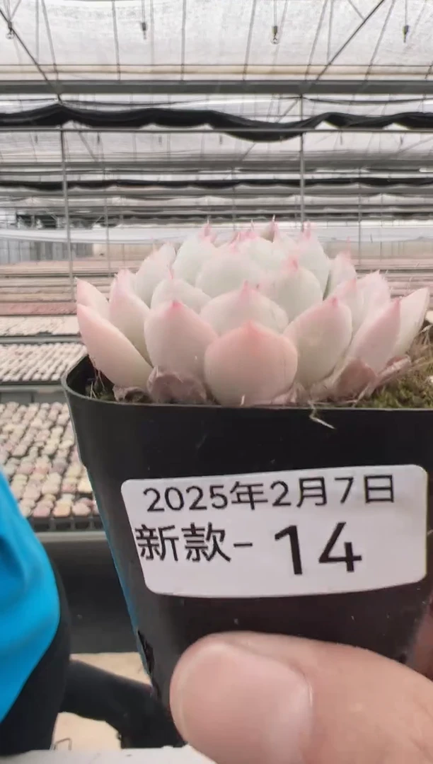 【闪购商品】新款多肉-14