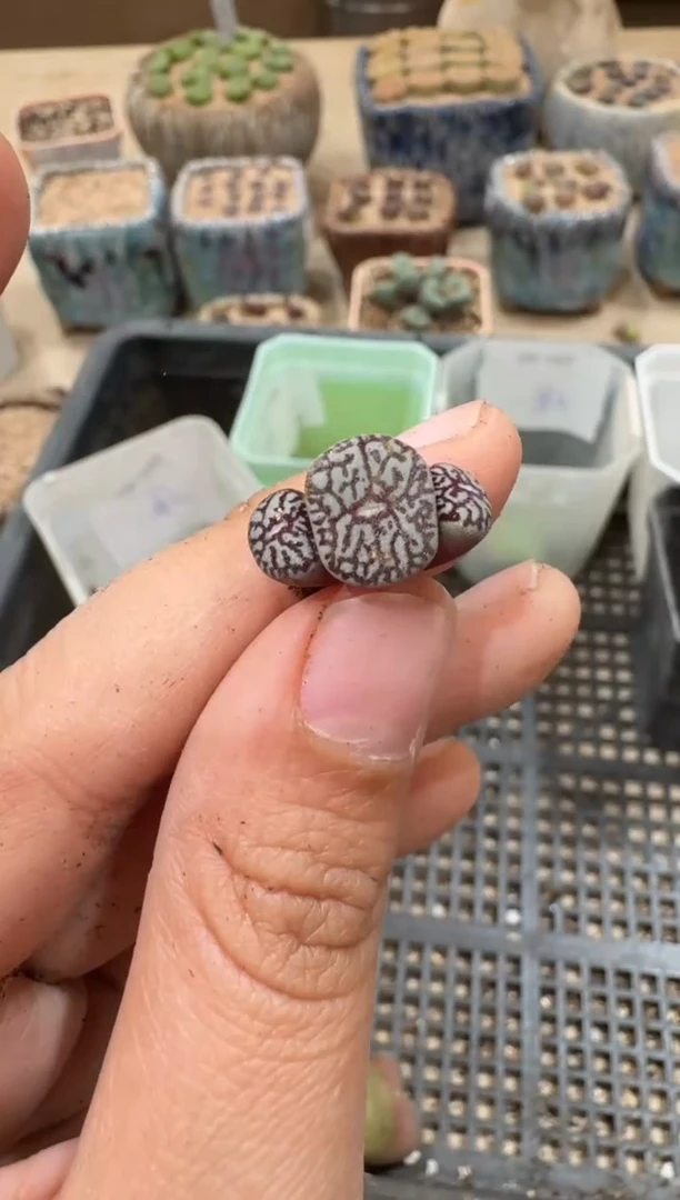 30-247多肉植物肉锥