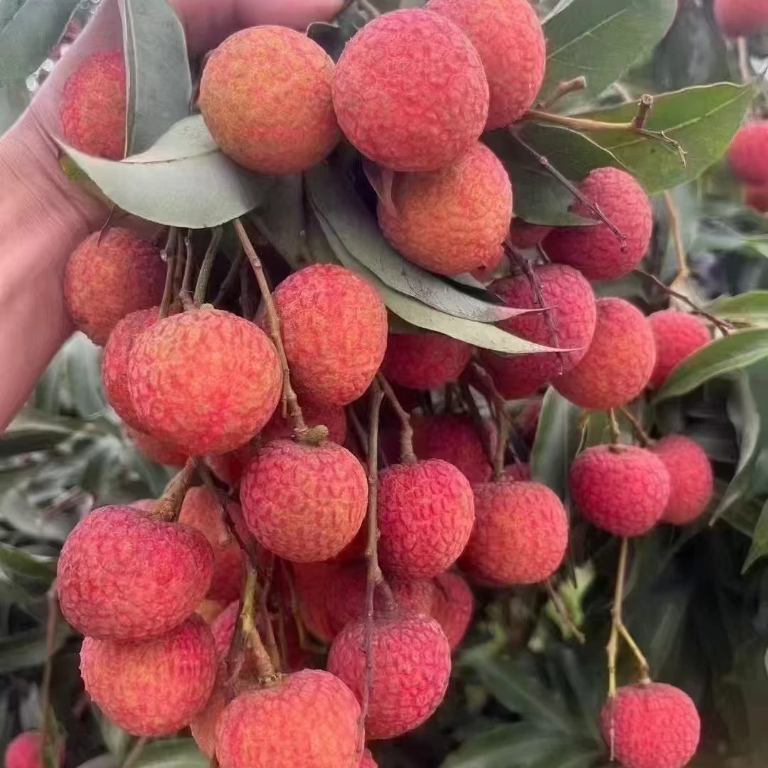 白糖罂荔枝/2斤装纯甜荔枝同城送海南省