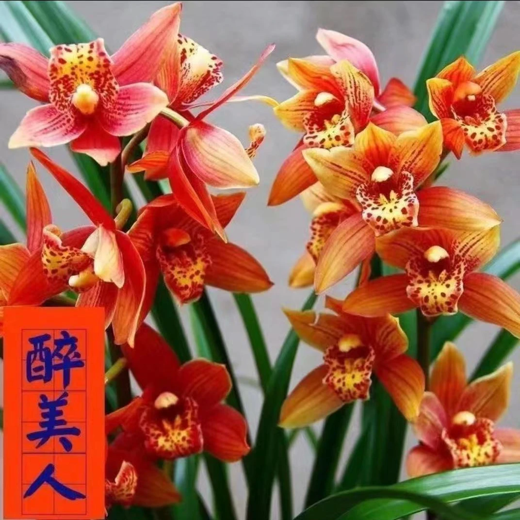 精品兰花【醉美人】室内外浓香型好养易活精品盆栽