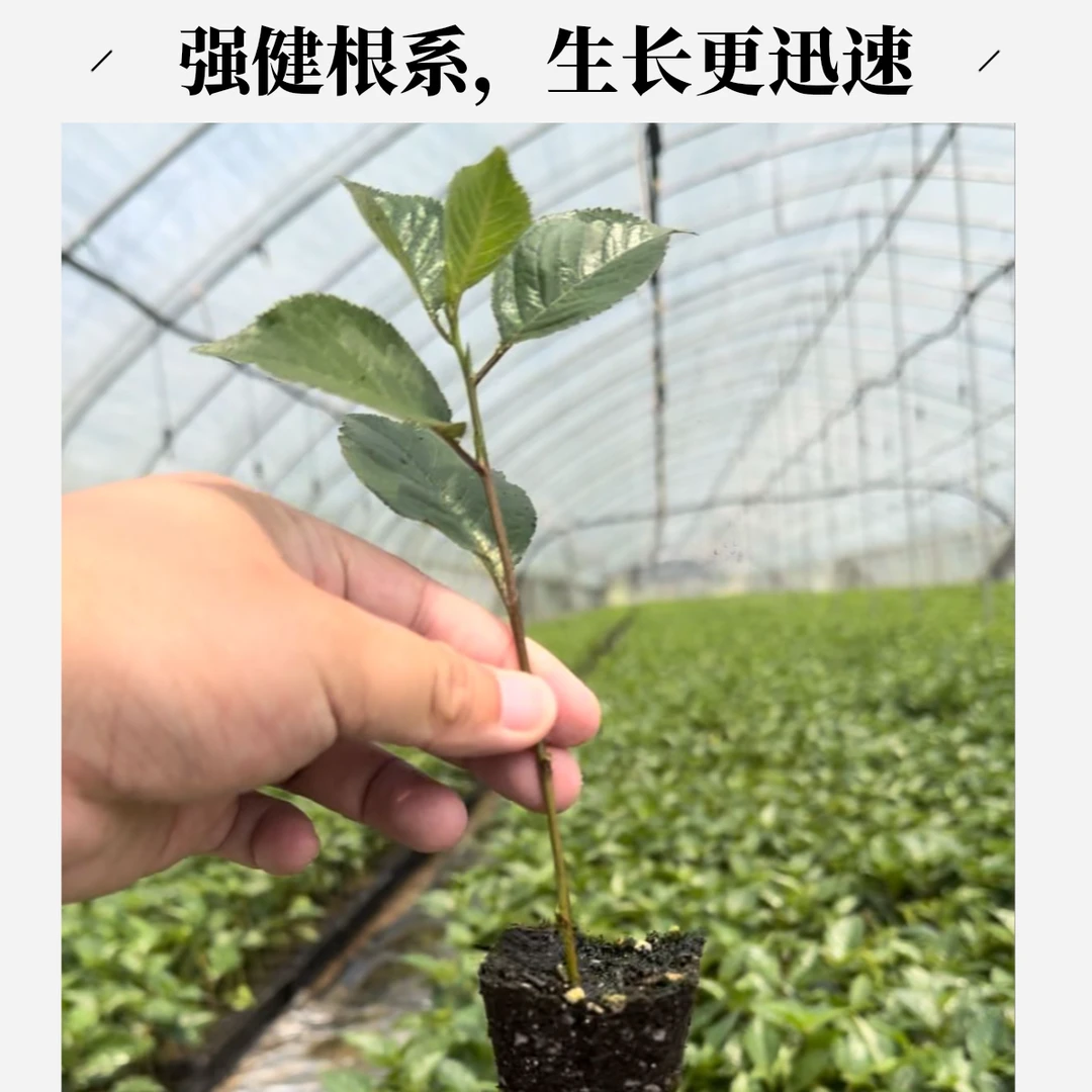 脱毒吉塞拉根系大樱桃小苗