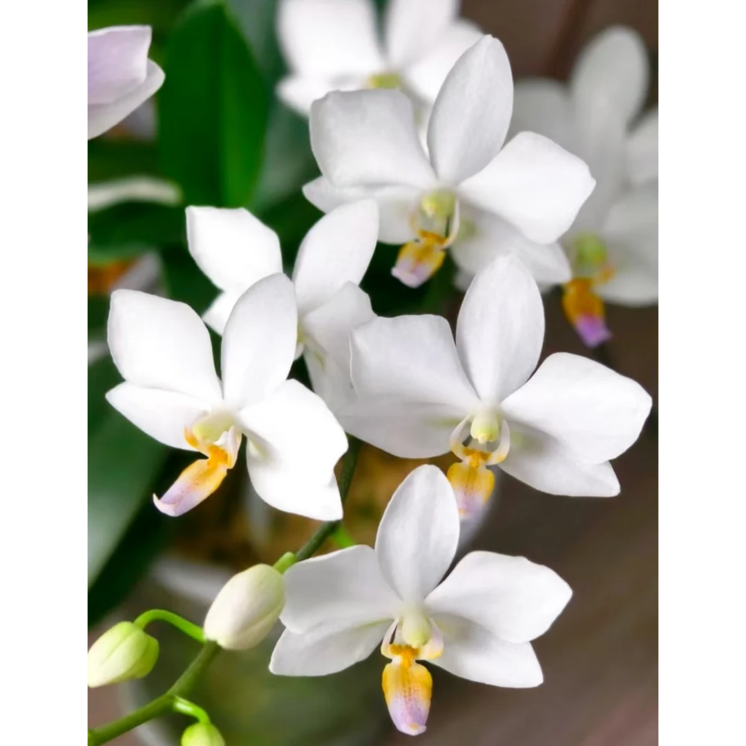 【白残雪 台湾版】2.5寸 抽梗苗