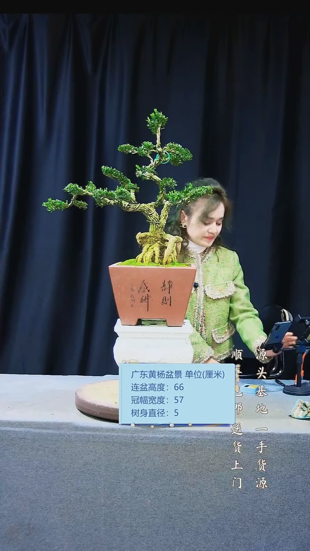 【闪购商品】雀舌黄杨盆景雀舌黄杨盆景