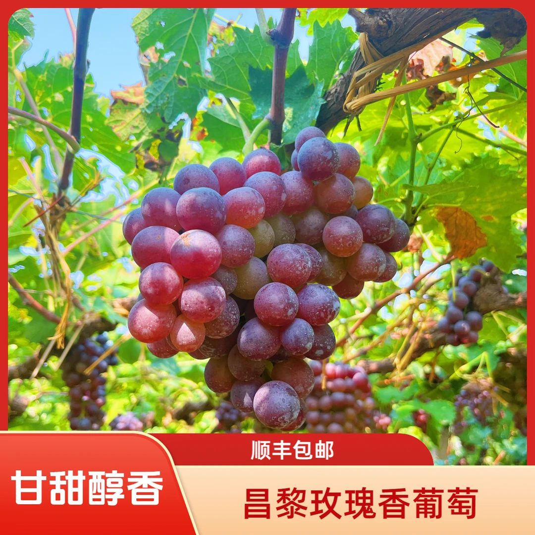 昌黎葡萄沟玫瑰香葡萄新鲜现摘5斤当季时令水果现摘现发顺丰包邮