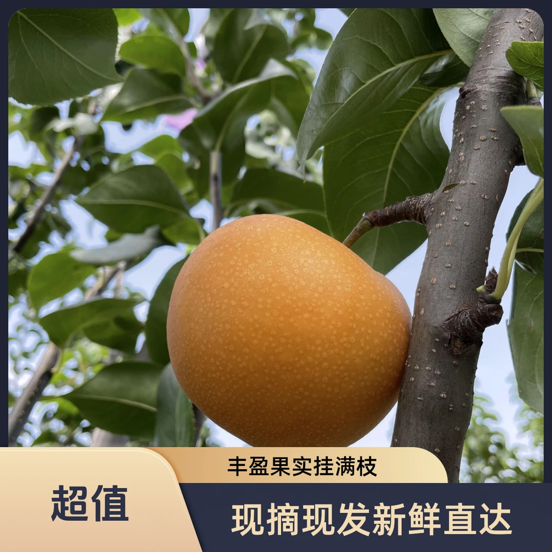 山东正宗秋月梨水果当季新鲜超甜冰糖羊脂梨子大果脆甜薄皮3/4.5斤秋月梨山东省