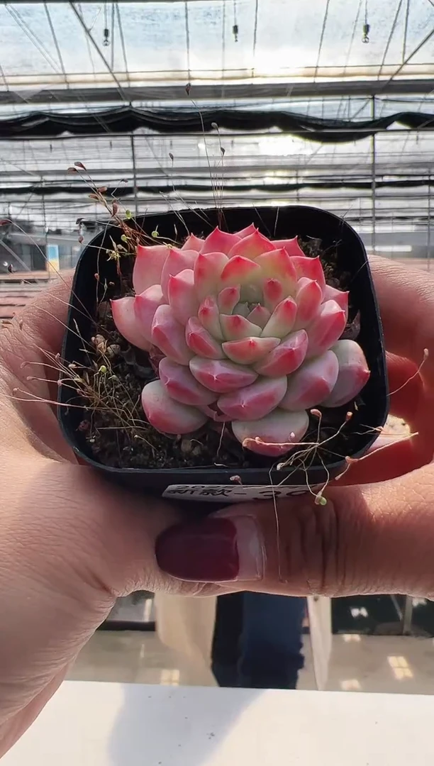 【闪购商品】新款多肉-39