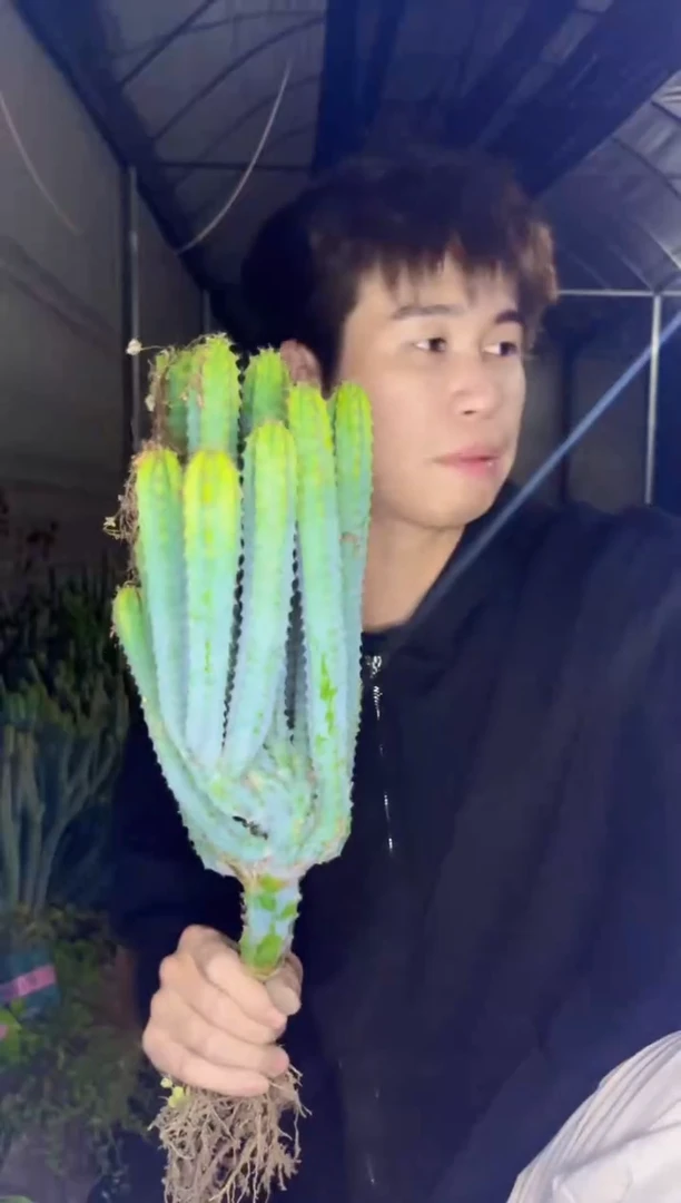 【闪购商品】6头起发 泰隆木 高20cm+