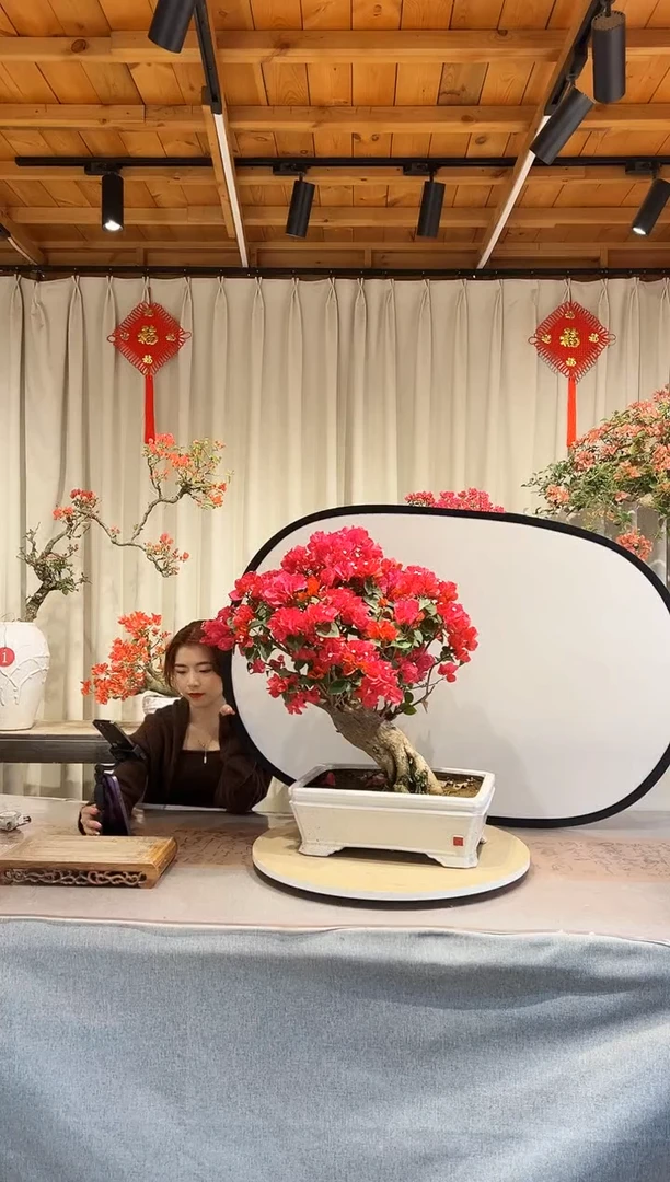 【闪购商品】盆景同安红