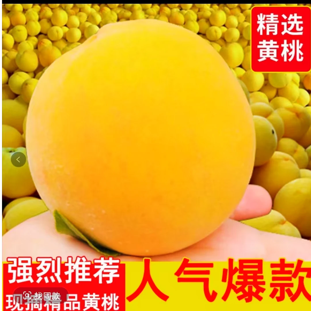 安徽砀山头茬黄金蜜桃新鲜采摘自家果园直发桃子新鲜水果
