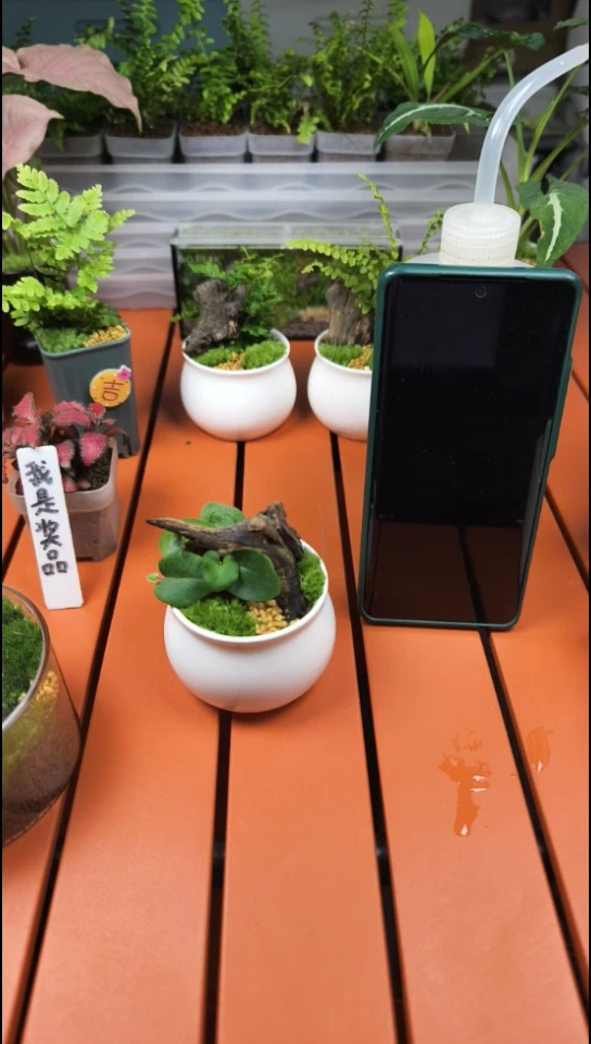 无花朵美羊羊心愿蕨微景观