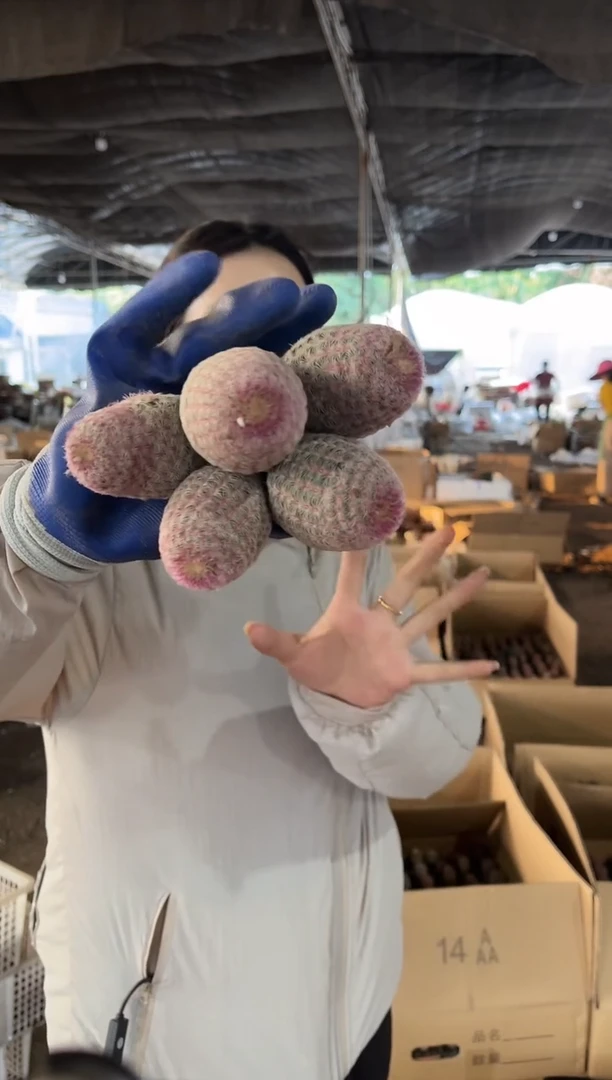 无根红太阳 5头起 14.99