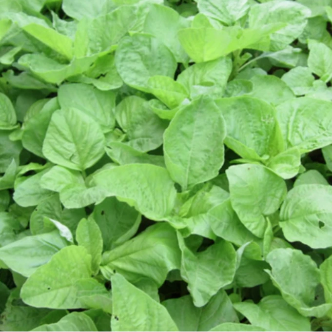 【全店满5元包邮】绿苋菜种子