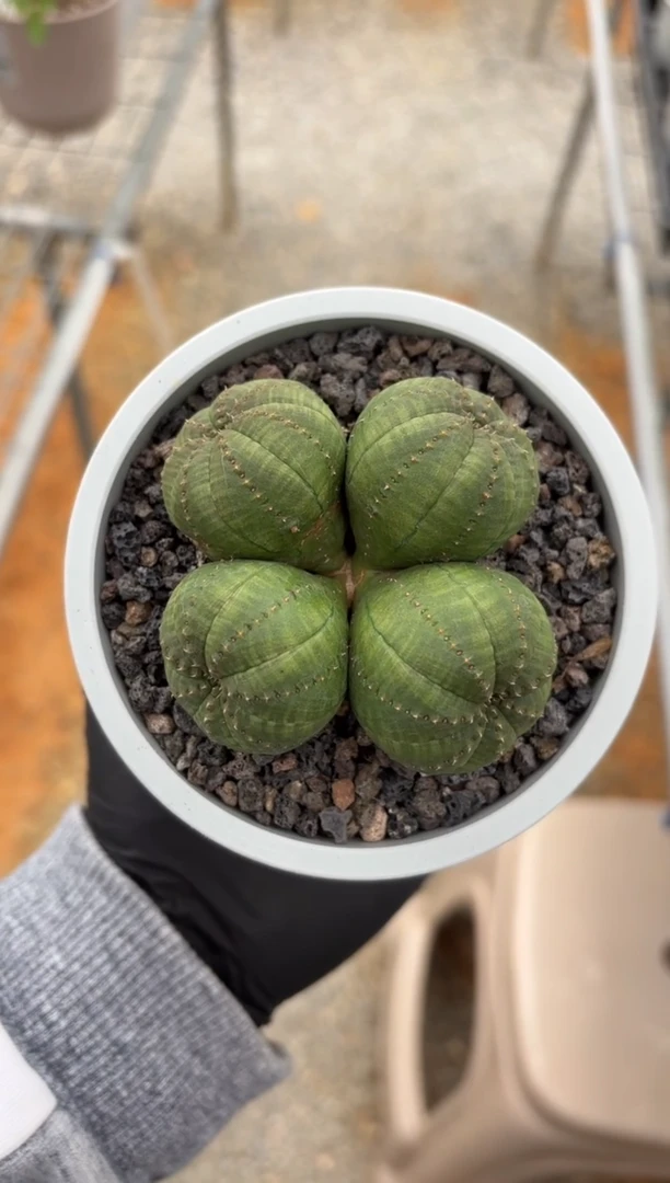 布纹球大戟FD-1322