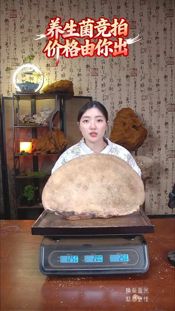 红缘拟层孔菌中国大陆【藏区野生】红缘树舌（2.5斤）30-40年份