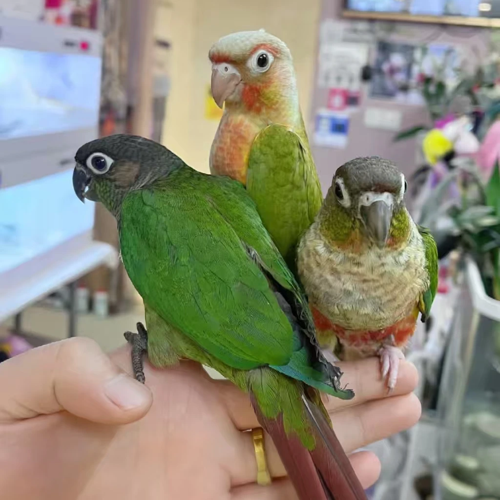 【特价】W鹦鹉手养雏鸟观赏鸟亲人宠物鸟会说话，概不退换