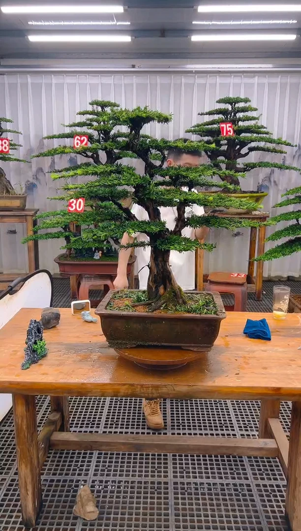 无花朵黑*林精品盆景直播间一物一拍