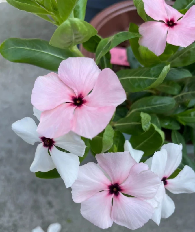 嫁接特色盆栽天天开带花苞发货四季观花阳台庭院好养活花卉