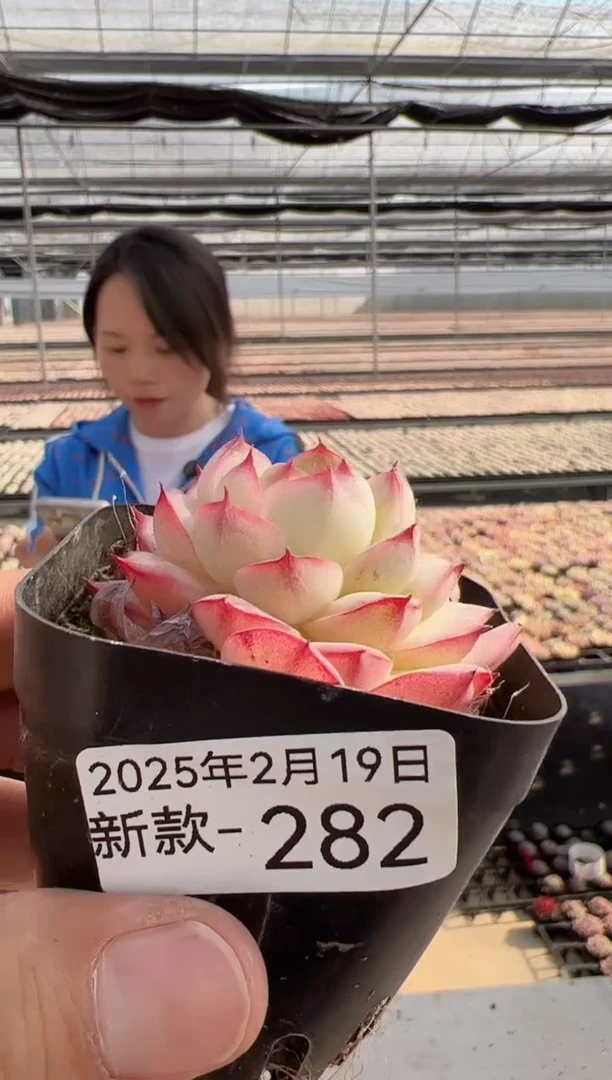 【闪购商品】新款多肉-282