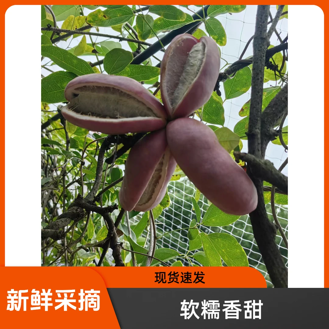 【三斤装】八月炸野香蕉木通果软糯香甜儿时味道现摘现发新鲜水果