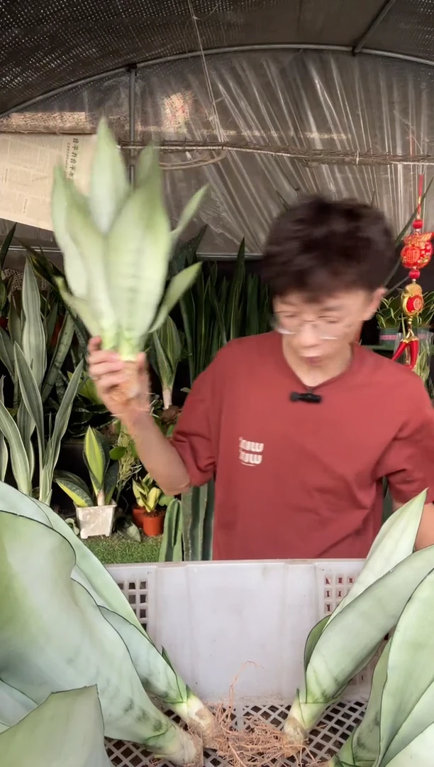 大号白玉裸根3棵11.8