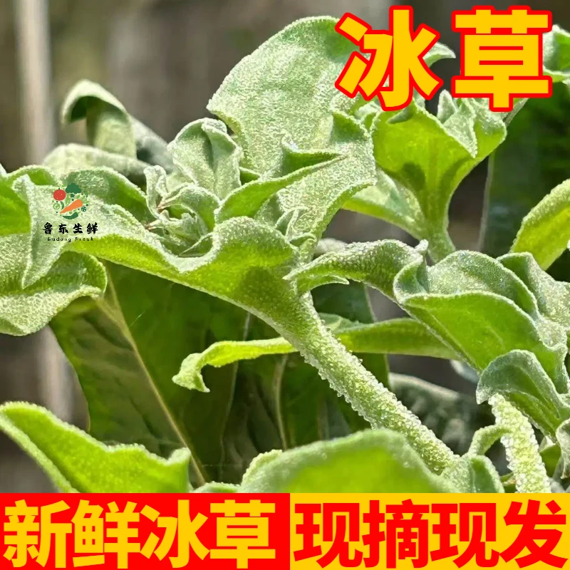 寿光新鲜冰菜冰草现摘健康火锅沙拉菜美味蔬菜顺丰发货营养丰富