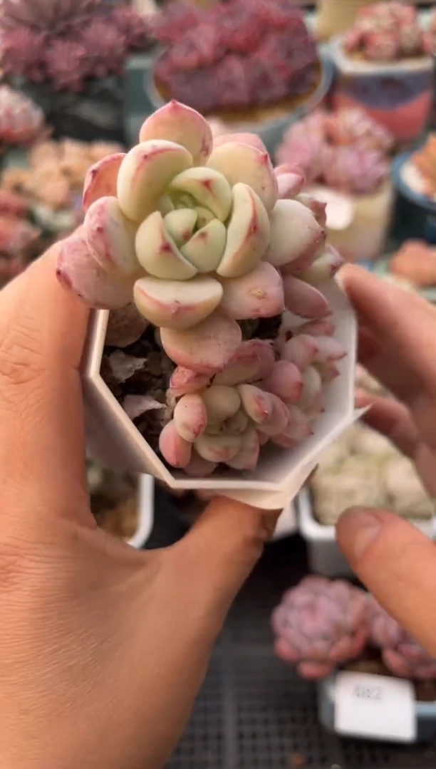 881三头香草多肉