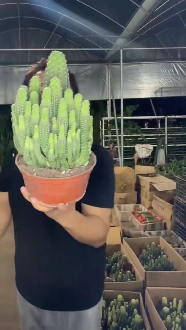 大群生 短毛丸【带根】徒长