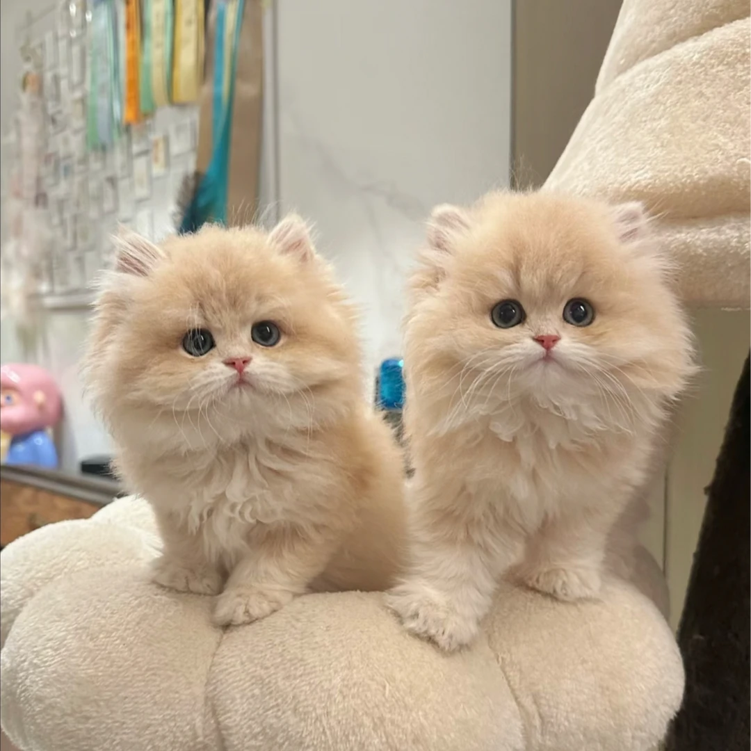 好运猫咪一猫一拍（运费自理）