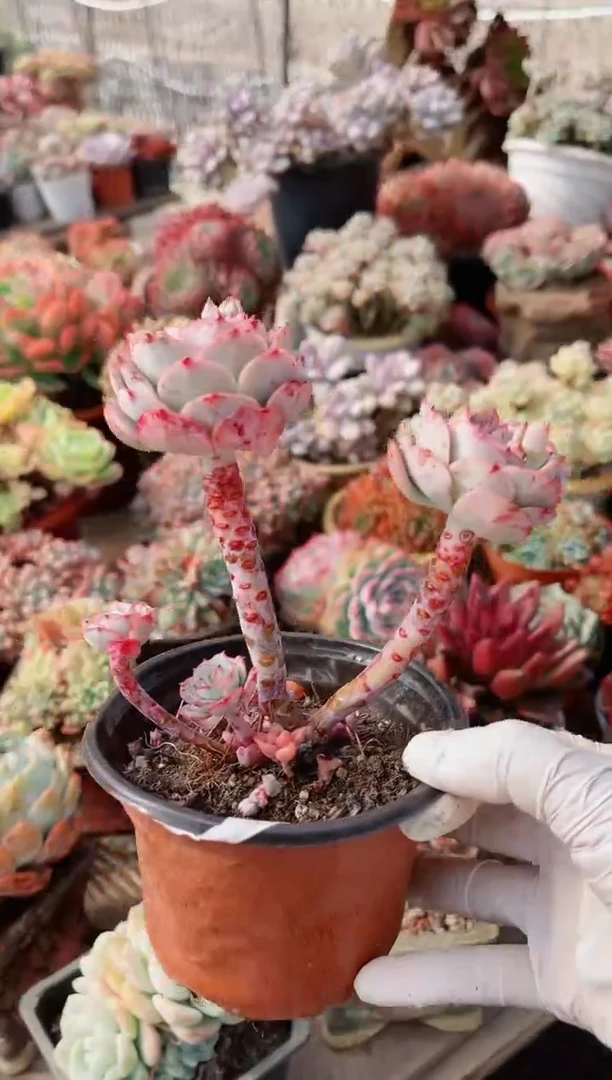 【闪购商品】19345多肉