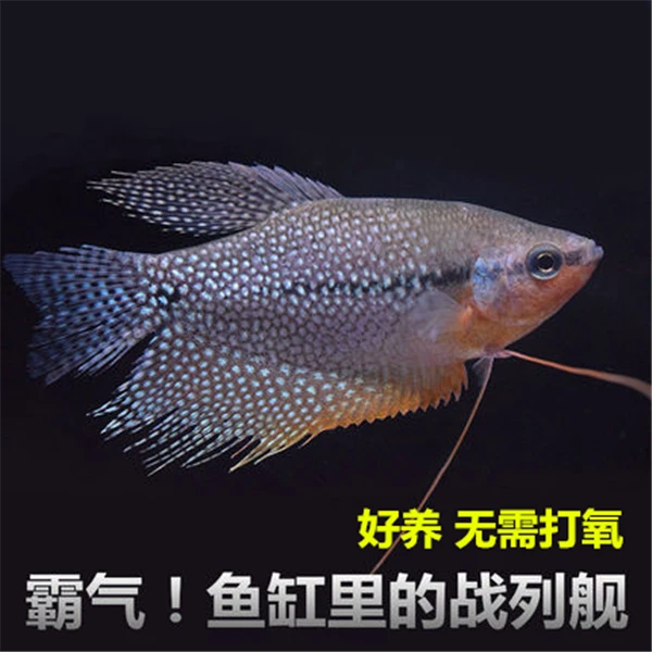 珍珠马甲 曼龙鱼 无需打氧 新手好养鱼 小型热带鱼