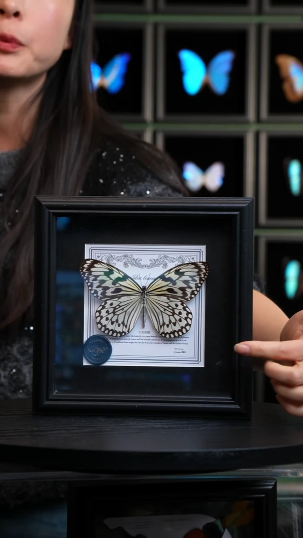 大帛斑蝶盲盒版7寸方框