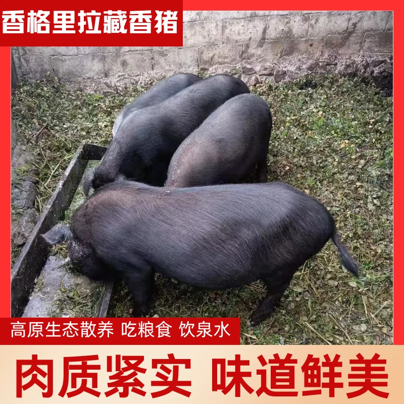 香格里拉高原农家自养不喂饲料藏香猪肉3斤/5斤装