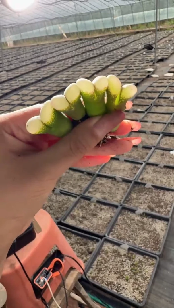 93多肉植物肉锥一颗
