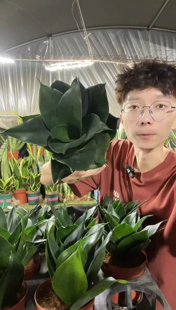 黑金刚带盆土10厘米12.8