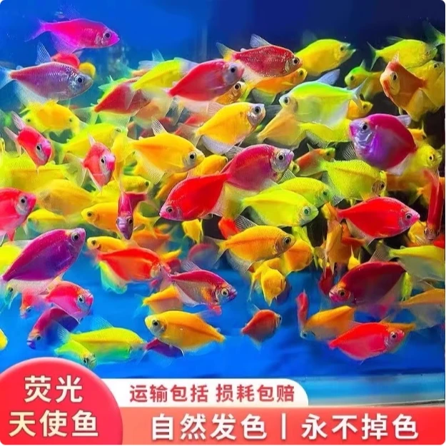 天使鱼观赏鱼活鱼大号群游活体斑马孔雀热带鱼小型鱼淡水好养耐活