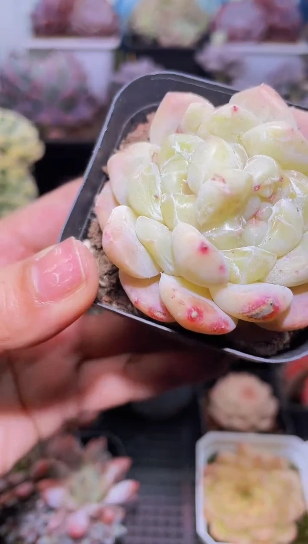 【闪购商品】151刚毅优多肉