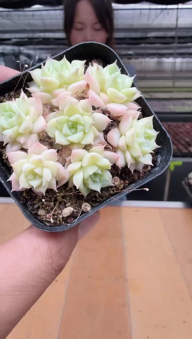 东云多肉园新款-176