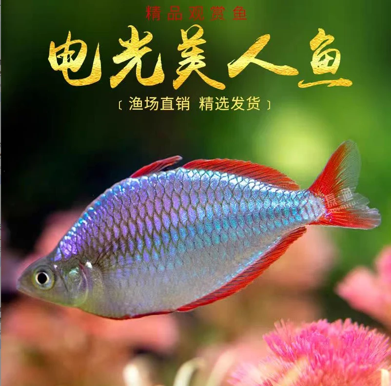电光美人 观赏鱼