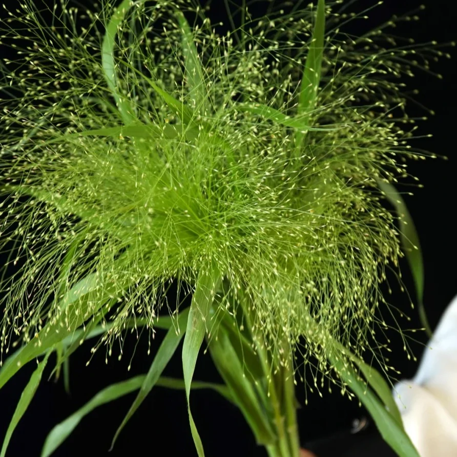 【喷泉草】10枝精选品质 任意满两单及以上鲜花 顺丰包邮发货