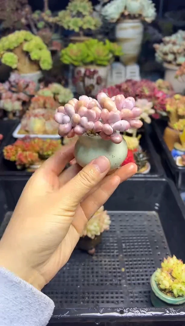 东****白56            不带盆