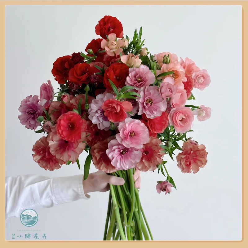 【兰小胖】季节精选-蝴蝶洋牡丹多色可选（生花苞发货，养成系花）顺丰