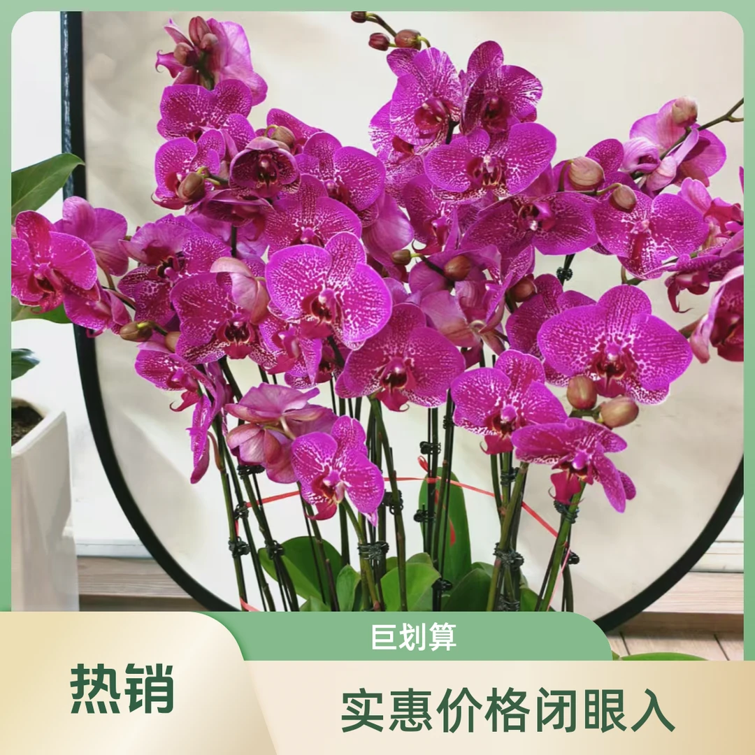 月光美人