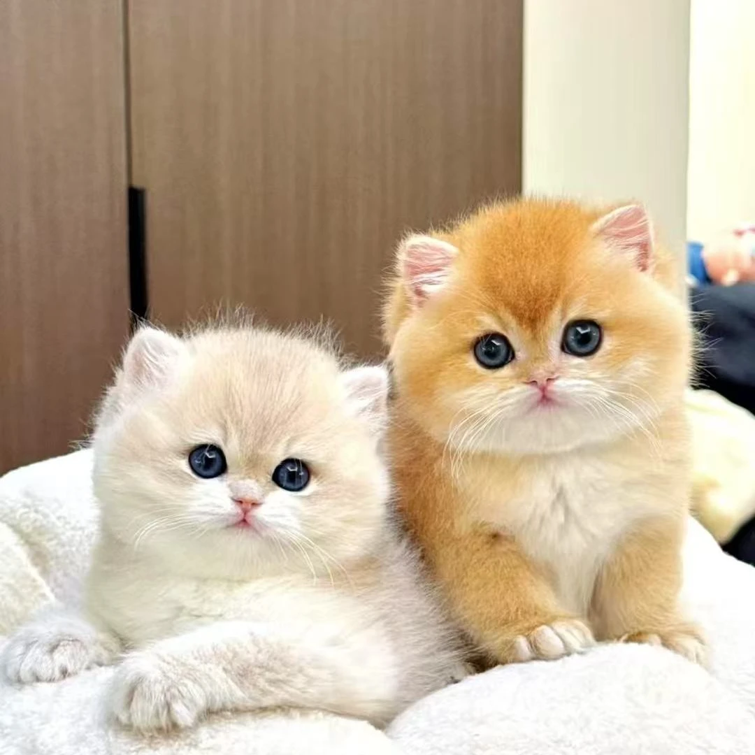 【泡泡猫舍】全品种猫咪活体猫猫萌宠金渐层银渐层布偶曼基康拿破仑