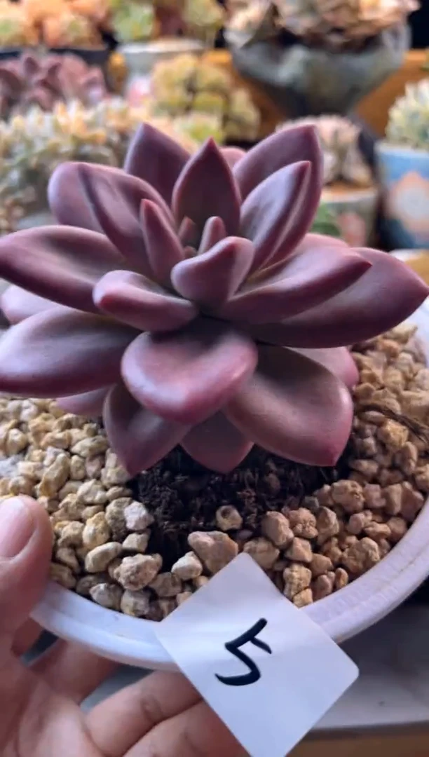 无花朵7.29-5赫菲斯托111111111111111