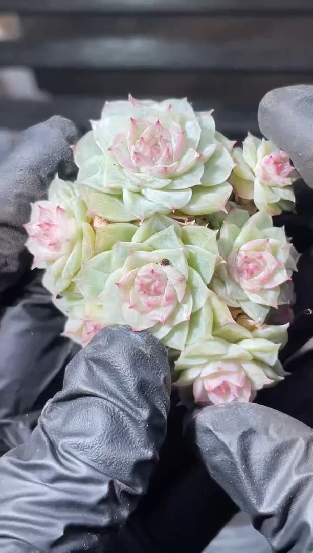 26-87梨雪群3-4厘米不包整散量拍发一颗