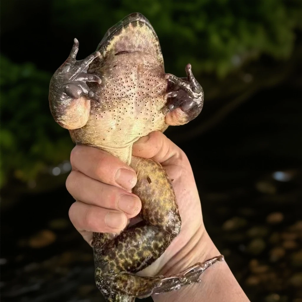 精选大货水中活人参大山生态泉水养殖鲜活现抓现发妇孺滋补好物