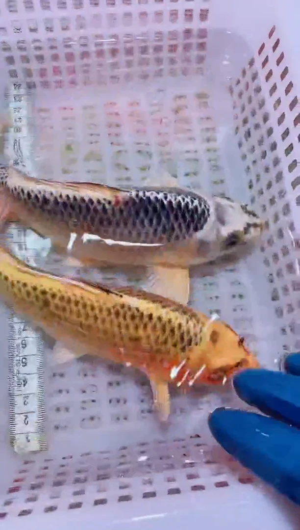 锦鲤血统锦鲤全场包邮142