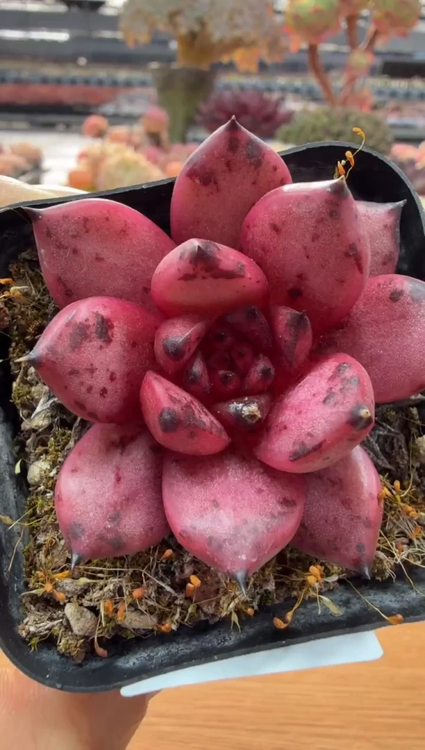 东云多肉园二店-01