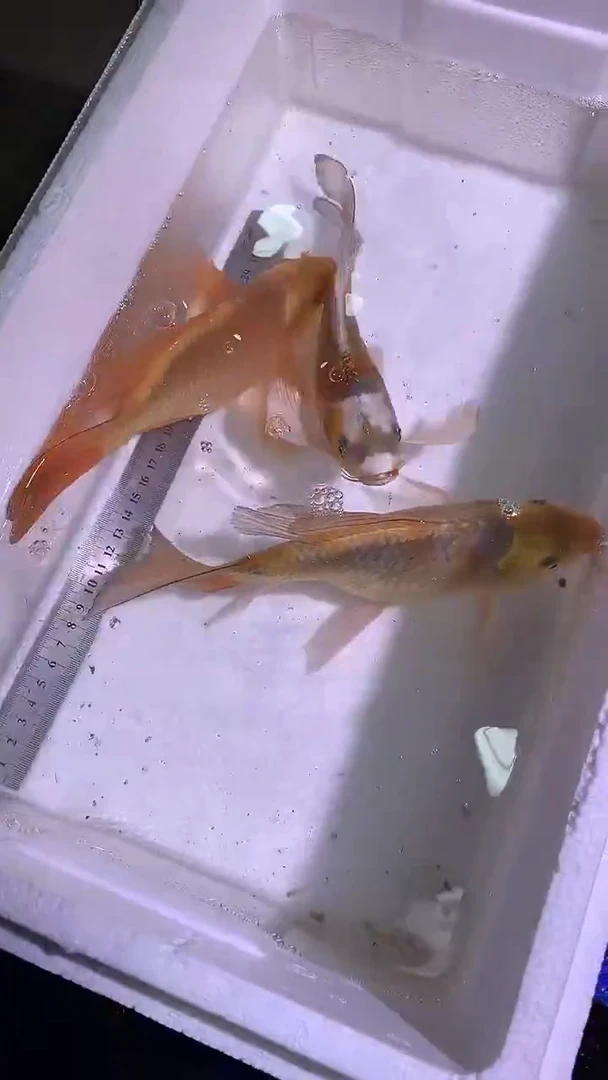 蝴蝶鲤鱼宽*蝴蝶鲤直播选鱼专用链接 凭开箱视频售后